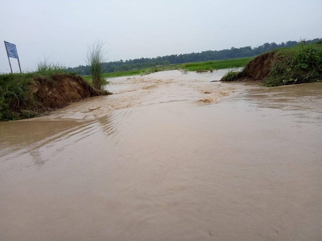 मोहना नदिको बाढीले मोहनपुर बासीका सयौँ बिघा धानबाली नष्ट