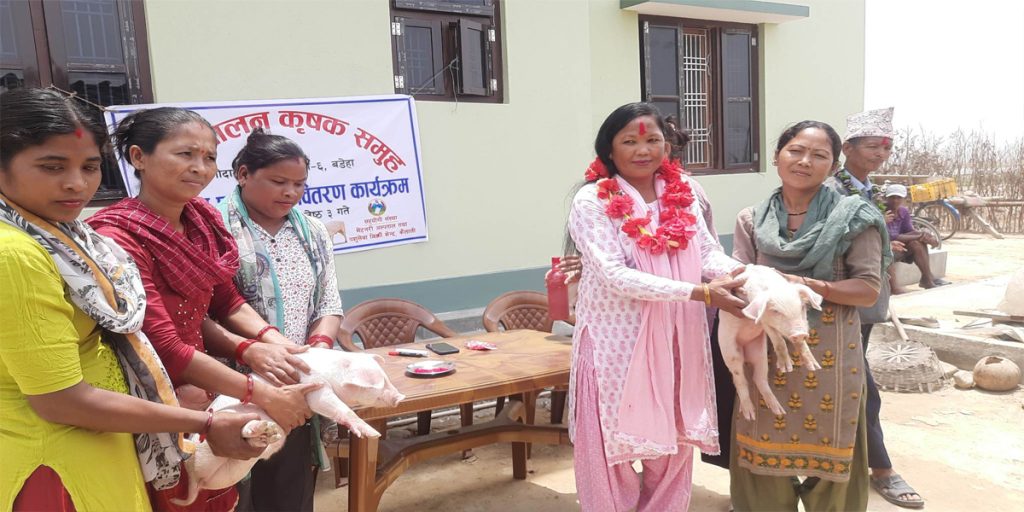 गोदावरीका किसानलाई बंगुरका पाठा