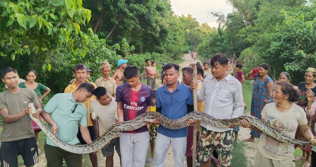 जोशीपुरमा अजिङ्गर फेला