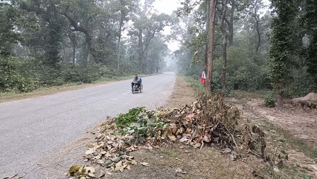 वनमा बाघ, भालुबाट जोगिन वनसप्टीको आराधना