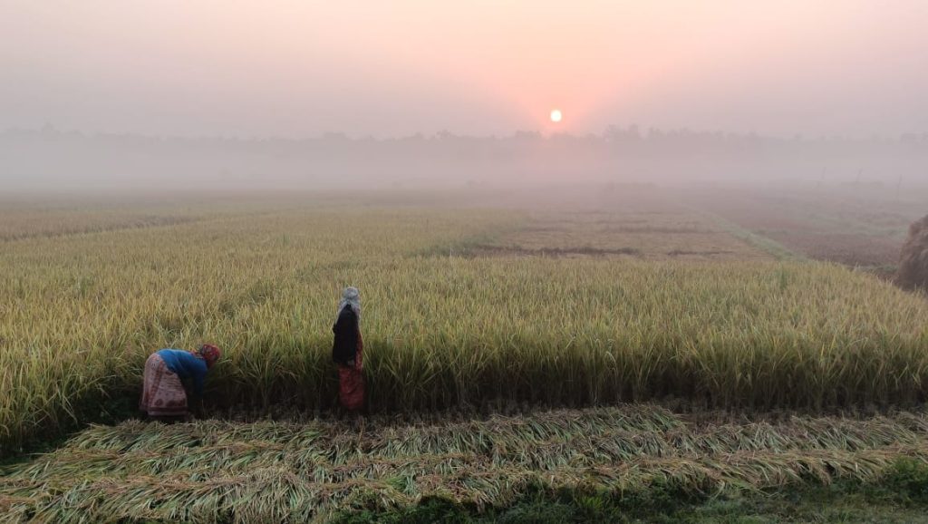 सुदूरपश्चिममा धान उत्पादनमा वृद्धि