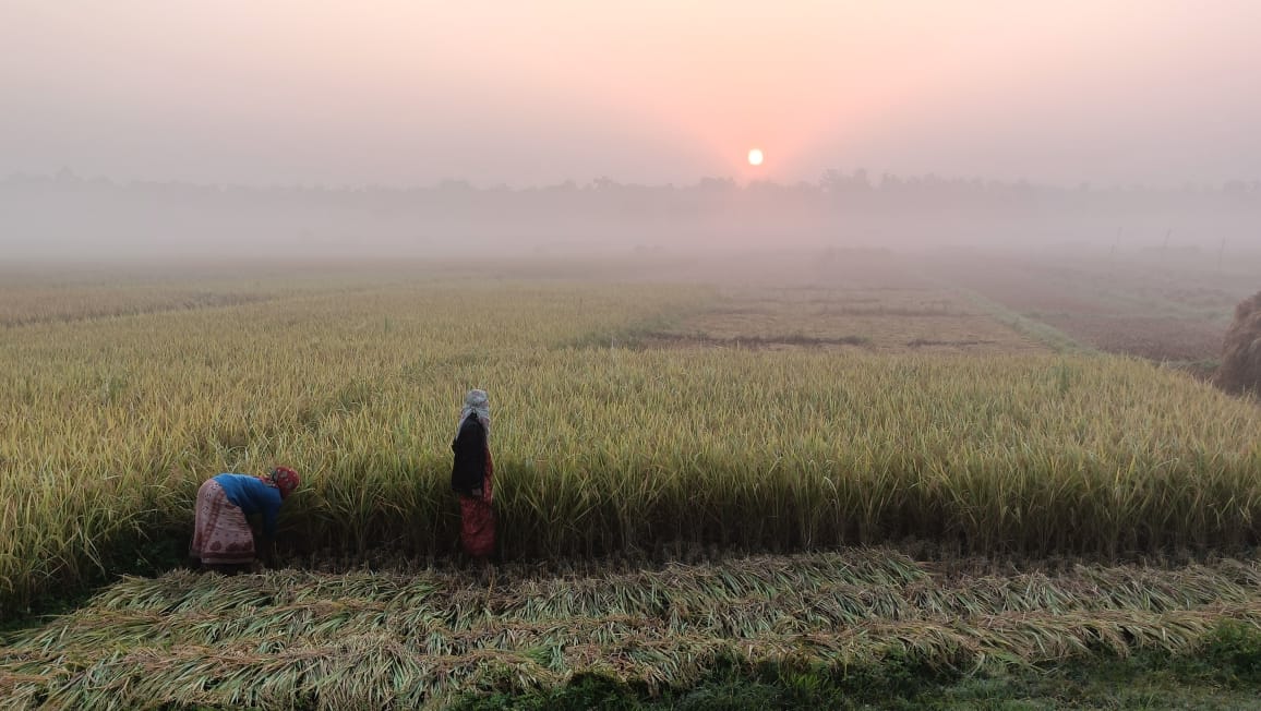 सुदूरपश्चिममा धान उत्पादनमा वृद्धि