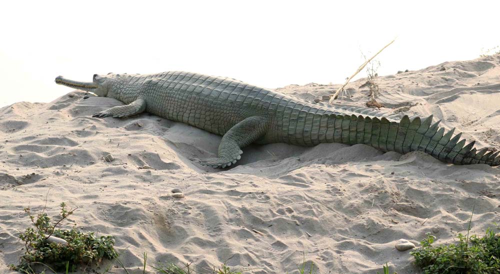 कैलालीको नदीमा अन्डा दिँदै दुर्लभ घडियाल