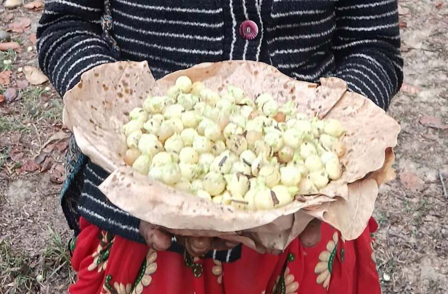 ग्रामीण क्षेत्रबाट महुवा सङ्कलन