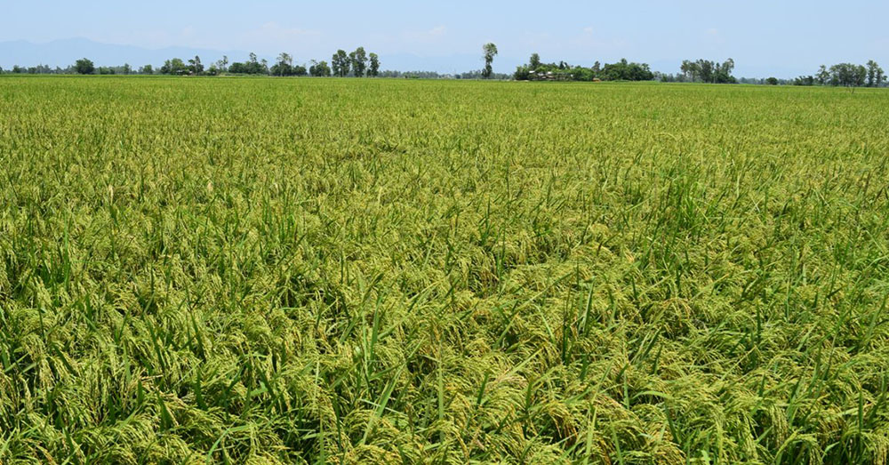कैलालीमा ५४ हजार मेट्रिकटन चैते धान उत्पादन